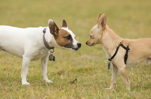 Essential Guide to Socializing Dogs of All Ages