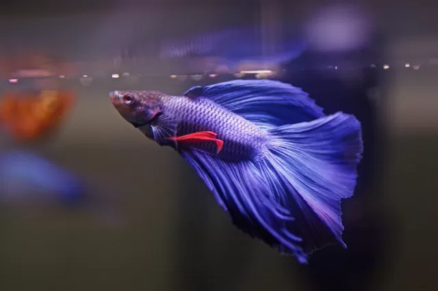 Betta Fish Demystified: Lifespan, Care Tips, and Feeding Wisdom for Aquarium Enthusiasts