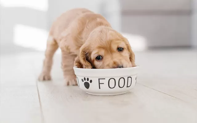 The Benefits of Choosing Premium Pet Food