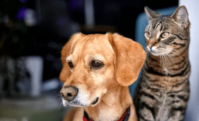 Enhancing Pet Cognitive Health: The Power of Four Key Nutrients