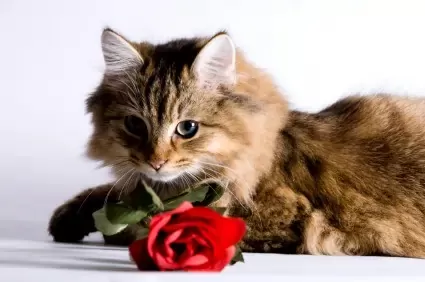 Pet-Safe Floral Choices: A Guide for Cat Lovers