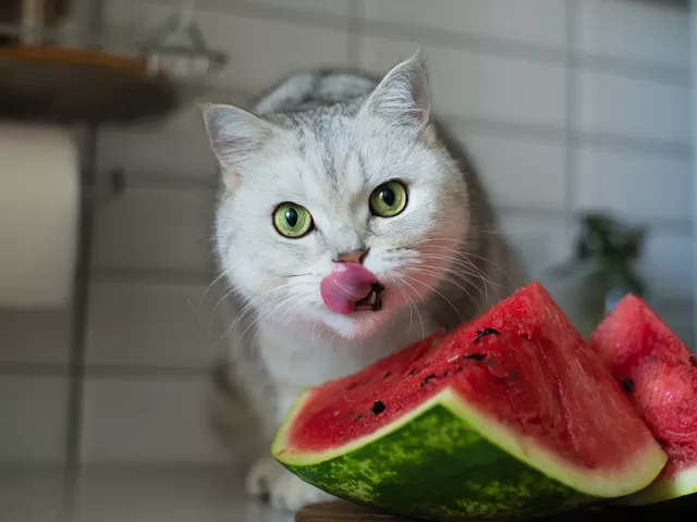 A Comprehensive Guide to Safely Introducing Watermelon to Your Feline Companion