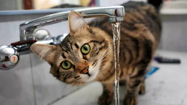 Keeping Kitty Quenched: A Guide to Cat Hydration